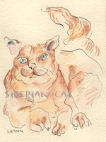siberian cat drawing