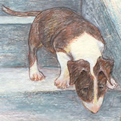 Rory Ventures Out - a Bull Terrier dog print by Roberta Laidman
