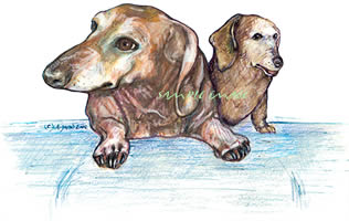 Two Dachshund ( drawings )  - a Laidman dog art print
