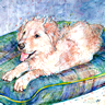 Phoebe - a Golden Retriever - Laidman Dog Print