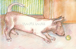 Toutsy , a Zeeland Bull Terrier - a Laidman Dog Print