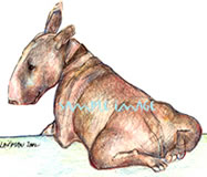 english bull terrier dog drawing print